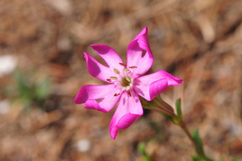 Silene canescens / Silene canescente